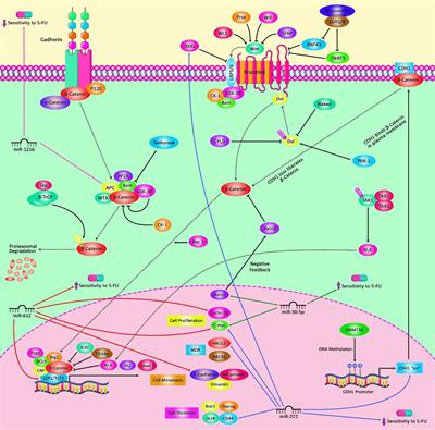 5-Fluorouracil: A Narrative Review on the Role of Regulatory Mechanisms in Driving Resistance to This Chemotherapeutic Agent